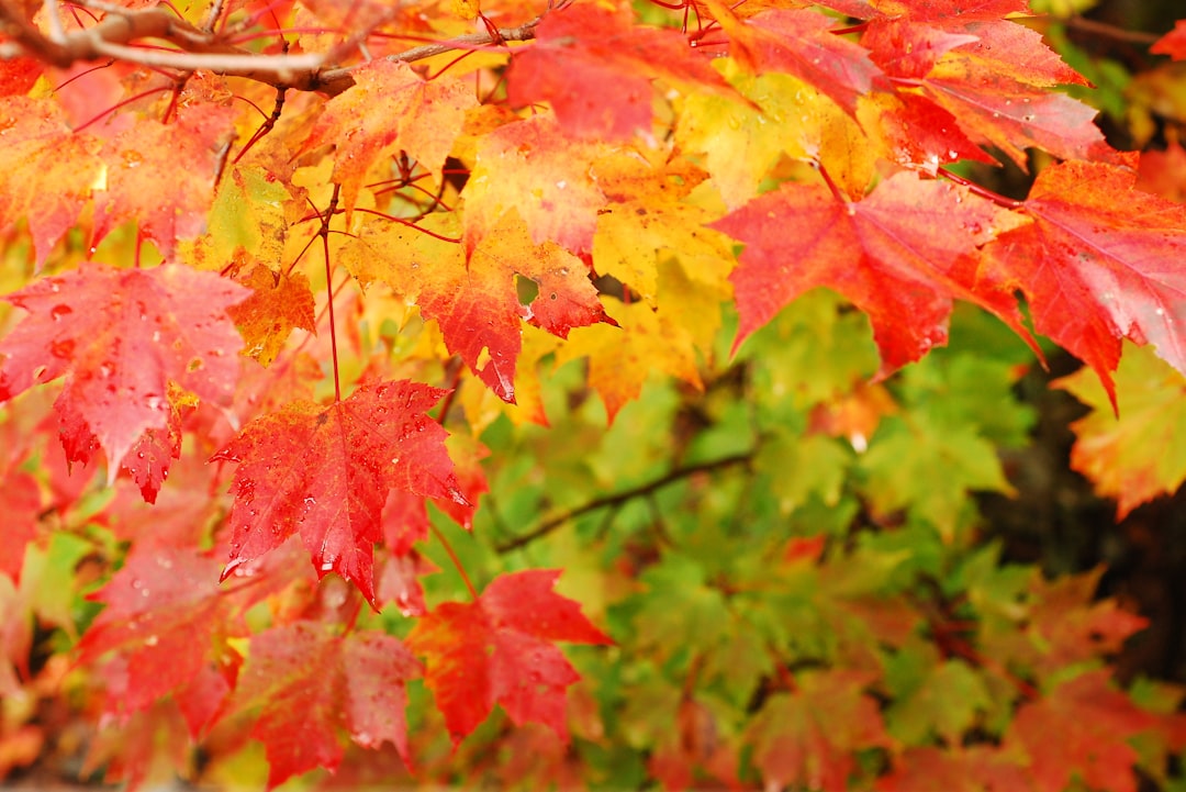 Photo fall trendy colors
